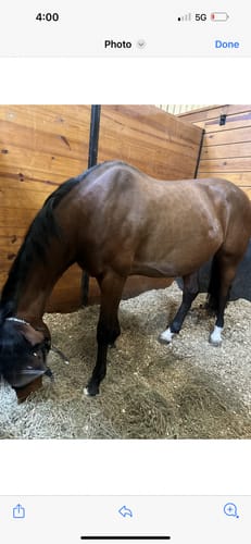 Customer photo review of HORSE EYE HEALTH SUPPORT