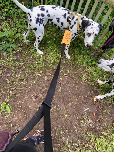 Customer photo review of City leash (Hands-free)