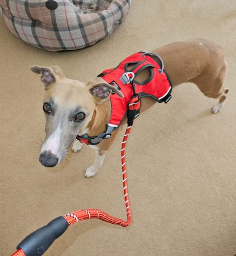 Customer photo review of Sighthound Escape Proof Harness
