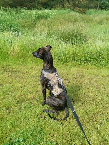 Customer photo review of Sighthound Escape Proof Harness