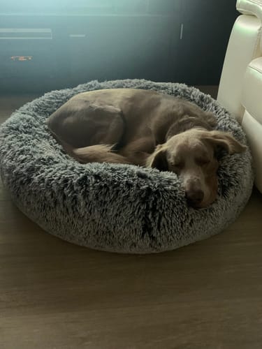 Customer photo review of PaWz Premium Calming Pet Bed with Removable Cover