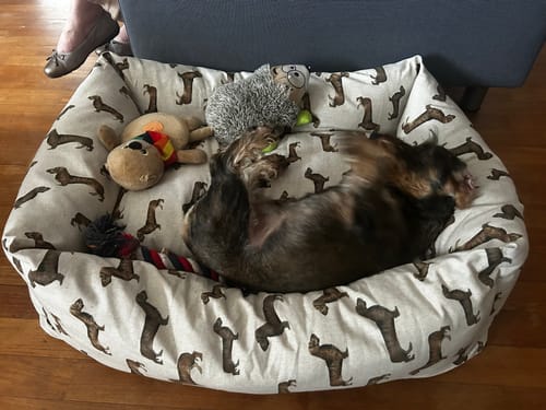 Customer photo review of Divanetto Cotone Panama Bassotto