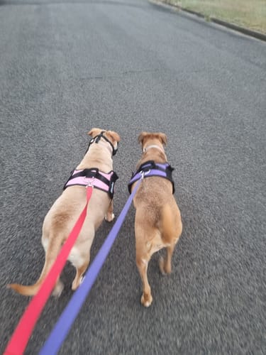 Customer photo review of No Pull Dog Harness Australia