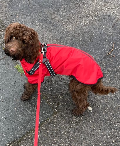 Customer photo review of Verano - Lightweight Waterproof Dog Coat with Built in Harness