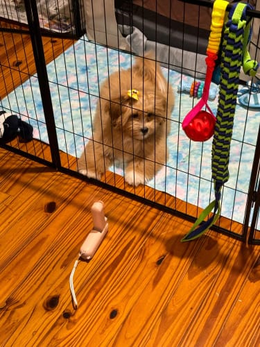 Customer photo review of Charming Handheld Mini Fan