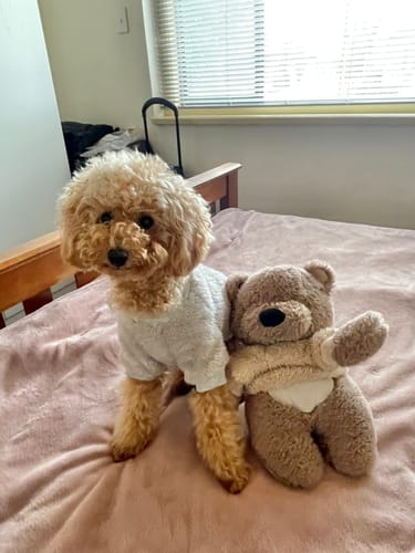 Customer photo review of Double-Fleece Crew Neck Dog Sweater