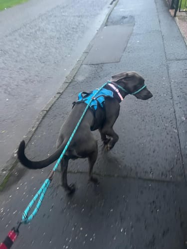 Customer photo review of FIDA Durable Slip Lead