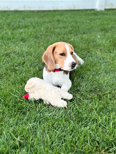 Customer photo review of FIDA 16ft Heavy Duty Retractable Dog Leash