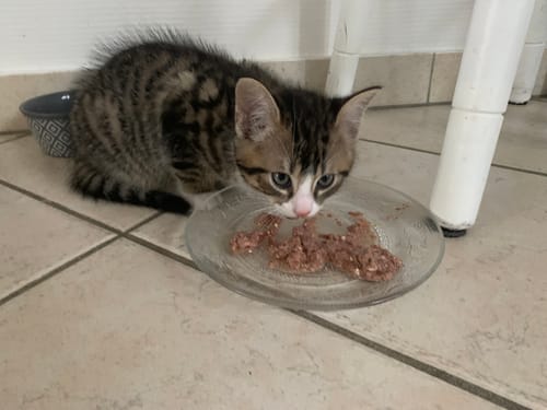 Avis photo d'un client sur Pâtée Chaton Sans Céréales - Boeuf