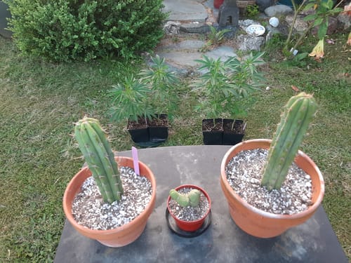 Customer photo review of Bolivian Torch Cactus Cuttings | Trichocereus bridgesii | Echinopsis lageniformis