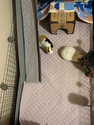 Customer photo review of Piggy Condo C&C Cage with Balcony & Ramp