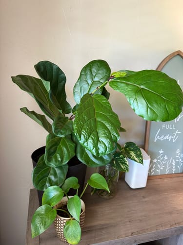 Customer photo review of Plant Food
