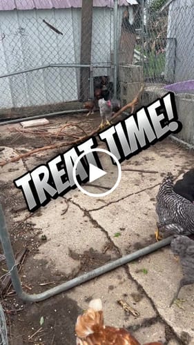 Customer video review of GrubTerra Dried Larvae Sample