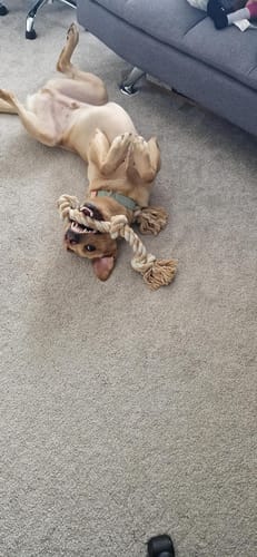 Customer photo review of FIDA Dog Rope Toys