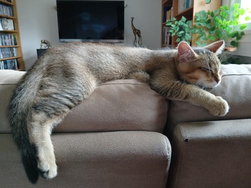 Avis photo d'un client sur Coffret Découverte Chaton - 1kg Croquettes + 8 Pâtées + 3 probiotiques