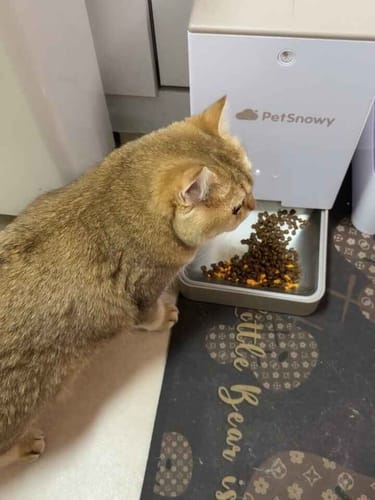 Customer photo review of Automatic Pet Feeder