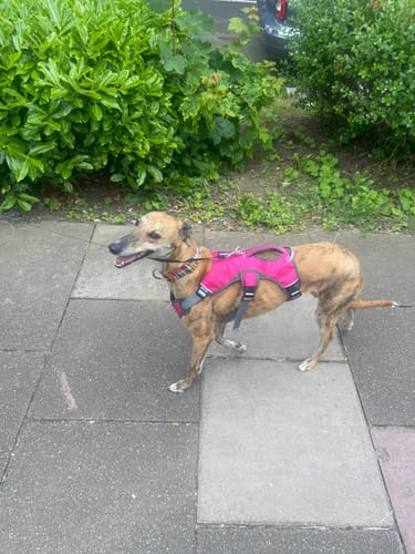 Customer photo review of Sighthound Escape Proof Harness
