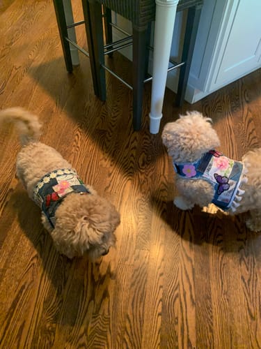 Customer photo review of Tassel Patchwork Harness