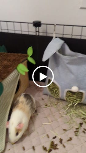 Customer video review of Premium GuineaDad Liner