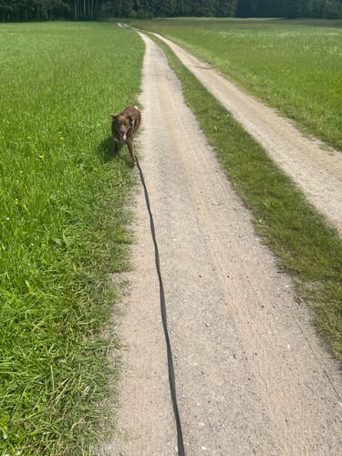 Customer photo review of Schleppleine gummiert