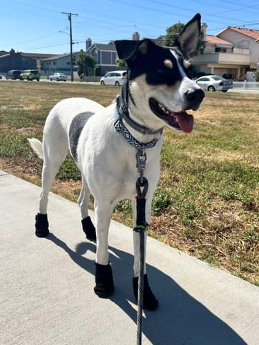 Customer photo review of Leather Dog Booties - Doccasins - 1 pair