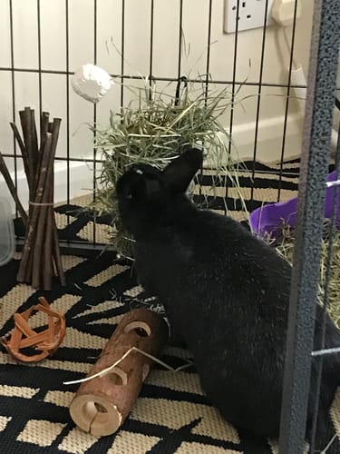 Customer photo review of Orchard Hay Box