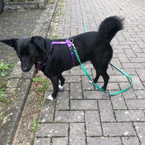 Customer photo review of Premium Hundegeschirr gepolstert