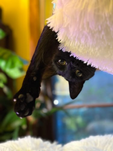 Customer photo review of Michu Fluffy Blossom Real Wooden Cat Tree - Premium Quality & Stylish Cat Furniture - Extra Large