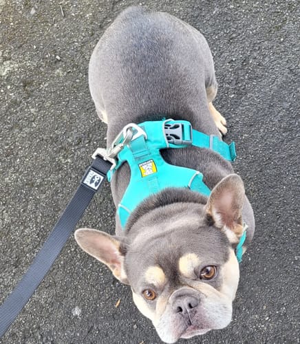 Customer photo review of City leash (Hands-free)