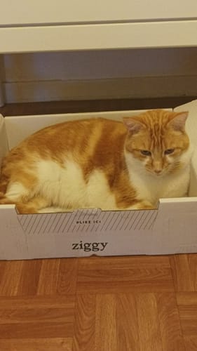 Avis photo d'un client sur Croquettes Chat Stérilisé Sans Céréales - Poulet