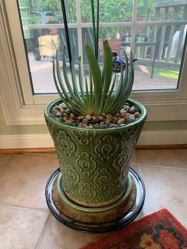 Customer photo review of Fan Aloe | Aloe plicatilis