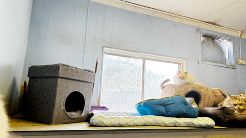 Customer photo review of PaWz Electric Pet Heater Bed Thermal Protection