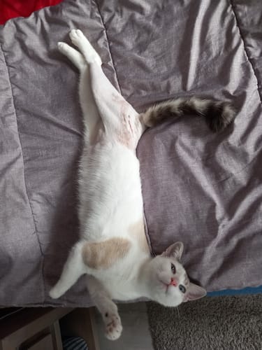 Avis photo d'un client sur Croquettes Chaton Sans Céréales - Poulet & Huile de Saumon