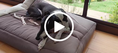 Customer video review of Kangaroo Tendons - Natural Dental Chews!