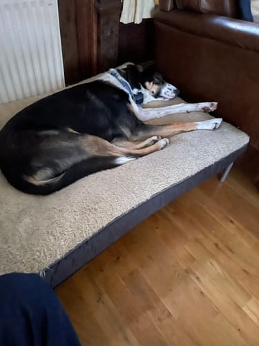 Customer photo review of HiK9 Bed with Black Mesh Cover