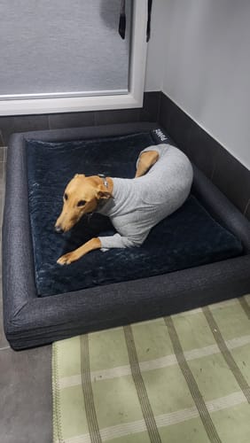 Customer photo review of PaWz Premium Memory Foam Calming Dog Bed