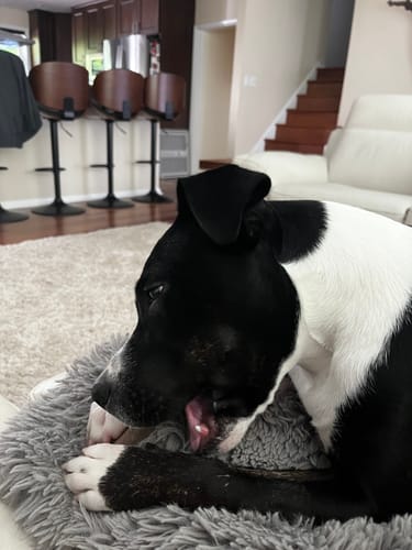 Customer photo review of MIX FLAVORED CHEWS ( A PACK OF 4 STICKS )