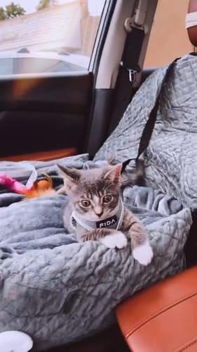 Customer photo review of FIDA Cat Harness and Leash Set for Walking Kitten and Puppy
