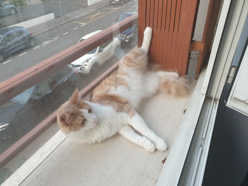 Avis photo d'un client sur Pâtée Chat Stérilisé Sans Céréales - Saumon