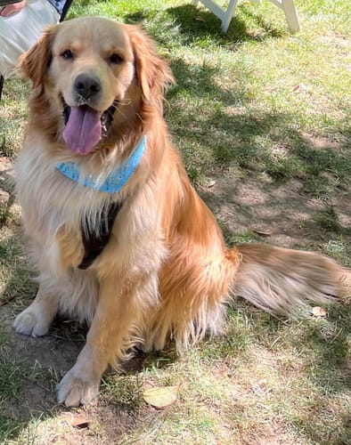 Customer photo review of FIDA 16ft Heavy Duty Retractable Dog Leash