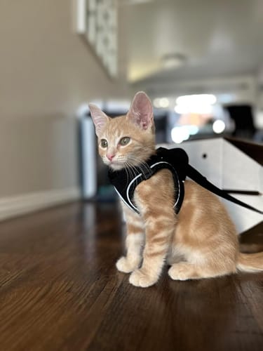 Customer photo review of FIDA Cat Harness and Leash Set for Walking Kitten and Puppy