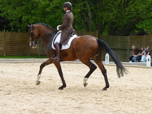 Customer photo review of Strotonin Horse Support