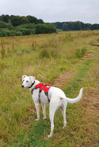 Customer photo review of Sighthound Escape Proof Harness