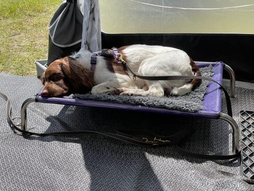 Customer photo review of HiK9 Bed with Purple Mesh Cover