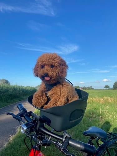 Customer photo review of Kvisp Dog Bike Carrier