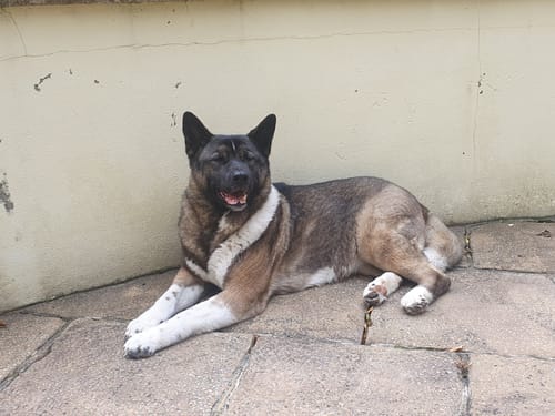 Customer photo review of Arden Grange Adult Salmon Dog Food