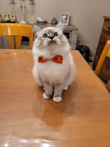 Avis photo d'un client sur Croquettes Chaton Sans Céréales - Poulet & Huile de Saumon