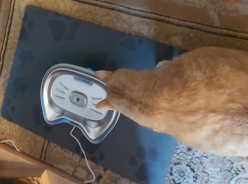 Customer photo review of Stainless Steel Cat Water Fountain
