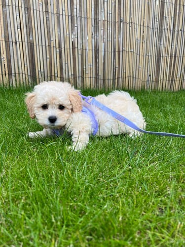 Customer photo review of Pawsome Pup Harness - Lilac