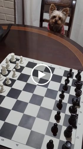 Customer video review of Tablero de Ajedrez Profesional de Vinilo Doble Peso